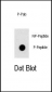 Phospho-OSR1(T310) Antibody